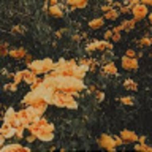 Meet your Posher, Amelia